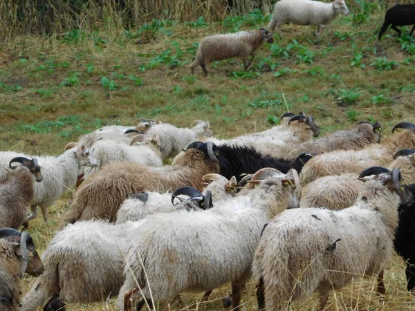 Ovis Aries Ovce Nebo Domácí Ovce Jsou Domácí Savci Přežvýkavci — Stock fotografie