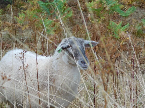 Ovis Aries Ovinos Ovelhas Domésticas São Domesticados Mamíferos Ruminantes Tipicamente — Fotografia de Stock