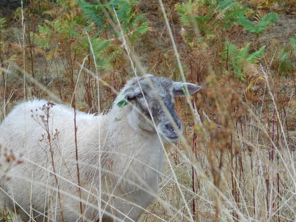 Ovis Aries Πρόβατα Κατοικίδια Πρόβατα Εξημερώνονται Μηρυκαστικά Συνήθως Εκτρέφονται Ζώα — Φωτογραφία Αρχείου