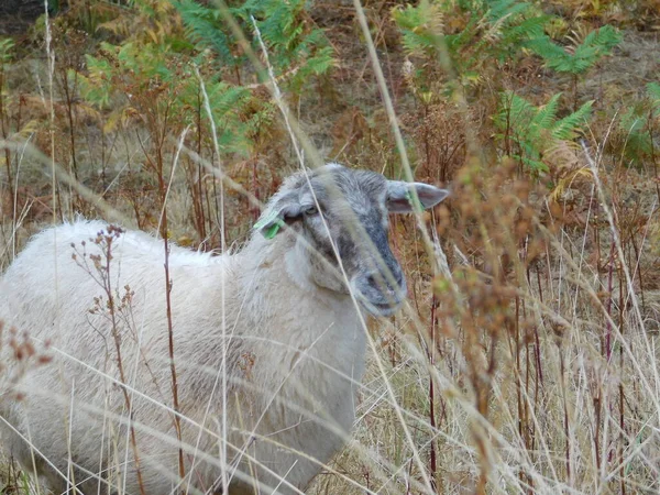 Ovis Aries Owce Lub Owce Domowe Udomowionymi Przeżuwaczami Ssakami Zazwyczaj — Zdjęcie stockowe