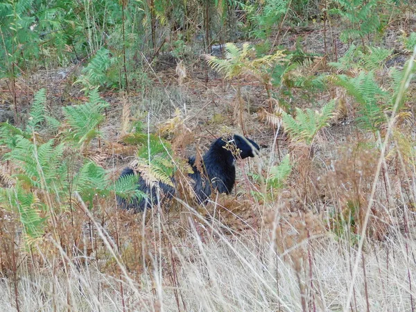 Ovis Aries Schafe Oder Hausschafe Sind Domestizierte Wiederkäuende Säugetiere Die — Stockfoto