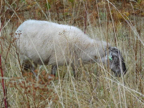 Ovis Aries Les Ovins Les Ovins Domestiques Sont Des Mammifères — Photo