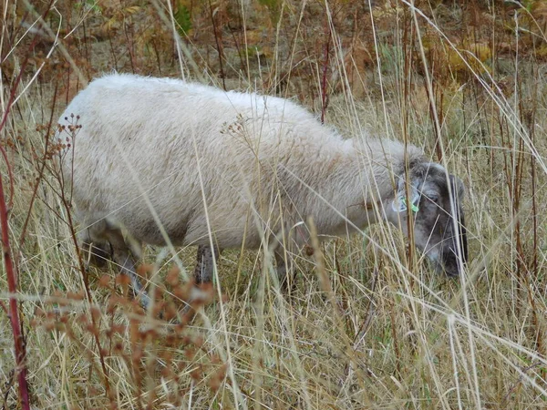 Ovis Aries Schapen Huisdieren Schapen Zijn Gedomesticeerd Herkauwers Zoogdieren Meestal — Stockfoto