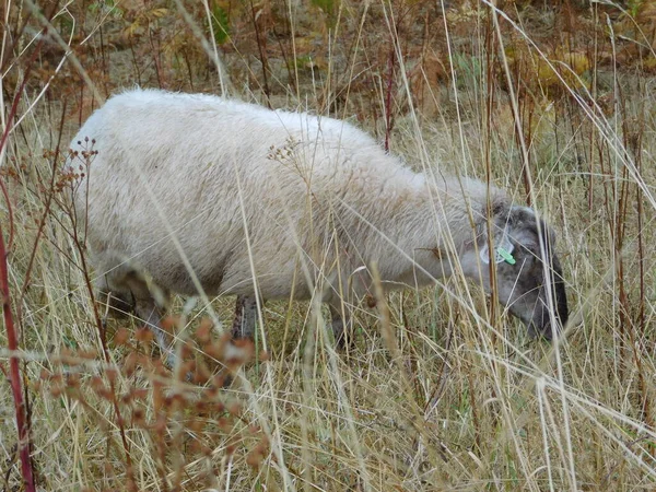 Ovis Aries Schapen Huisdieren Schapen Zijn Gedomesticeerd Herkauwers Zoogdieren Meestal — Stockfoto