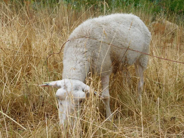 Ovis Aries Owce Lub Owce Domowe Udomowionymi Przeżuwaczami Ssakami Zazwyczaj — Zdjęcie stockowe