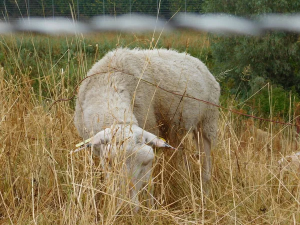 Овцы Домашние Овцы Одомашнены Жвачные Млекопитающие Обычно Содержатся Качестве Скота — стоковое фото