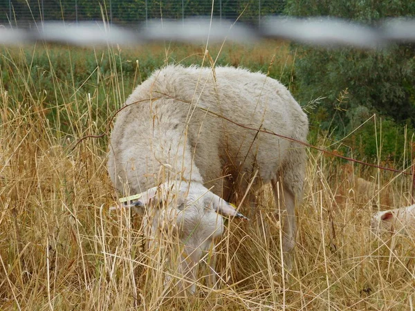 Ovis Aries Birka Juh Vagy Háziasított Juh Háziasított Kérődző Emlősök — Stock Fotó