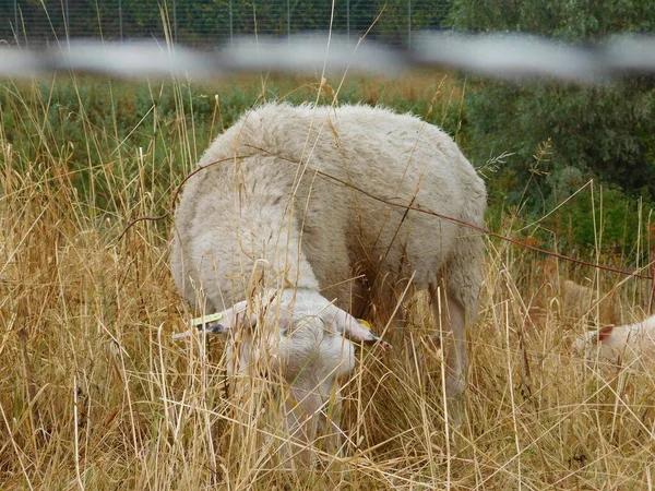 Ovis Aries Sheep Domestic Sheep Domesticated Ruminant Mammals Typically Kept — Stock Photo, Image