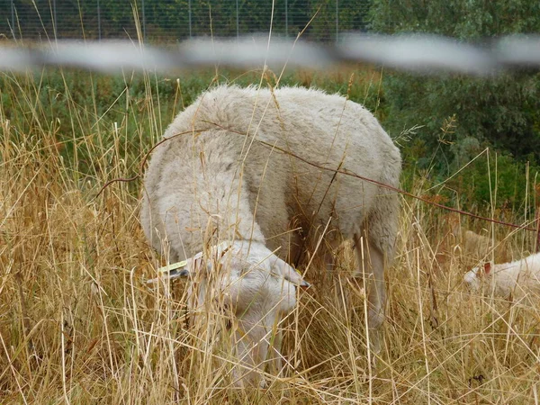 Ovis Aries Ovinos Ovelhas Domésticas São Domesticados Mamíferos Ruminantes Tipicamente — Fotografia de Stock