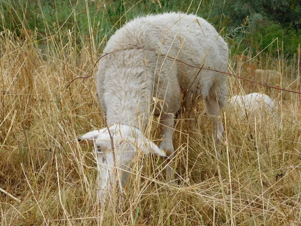 Ovis Aries Får Eller Tamfår Tama Idisslare Däggdjur Vanligtvis Hålls — Stockfoto