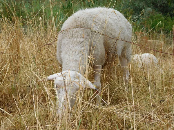 Ovis Aries Får Eller Tamfår Tama Idisslare Däggdjur Vanligtvis Hålls — Stockfoto