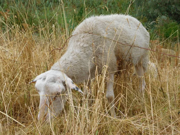 Ovis Aries Owce Lub Owce Domowe Udomowionymi Przeżuwaczami Ssakami Zazwyczaj — Zdjęcie stockowe