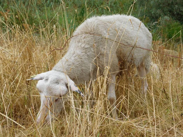 Ovis Aries Πρόβατα Κατοικίδια Πρόβατα Εξημερώνονται Μηρυκαστικά Συνήθως Εκτρέφονται Ζώα — Φωτογραφία Αρχείου