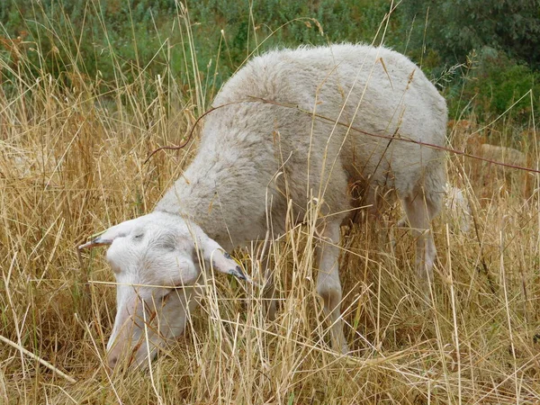 Ovis Aries Πρόβατα Κατοικίδια Πρόβατα Εξημερώνονται Μηρυκαστικά Συνήθως Εκτρέφονται Ζώα — Φωτογραφία Αρχείου