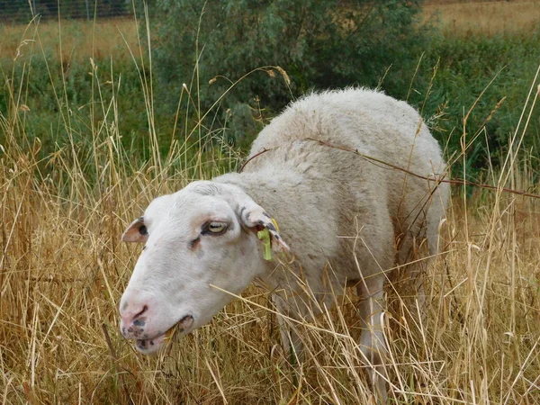 Ovis Aries Owce Lub Owce Domowe Udomowionymi Przeżuwaczami Ssakami Zazwyczaj — Zdjęcie stockowe