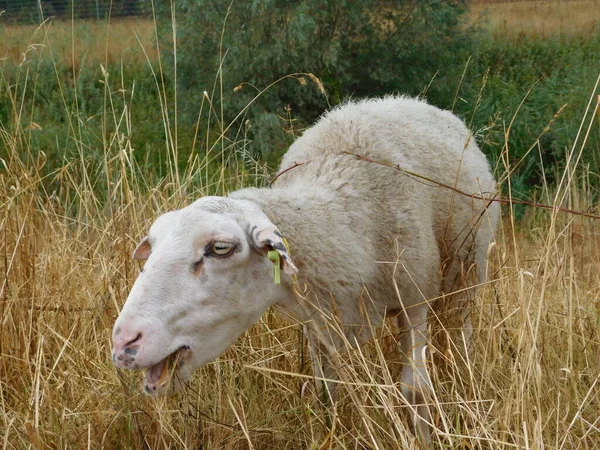 Ovis Aries Owce Lub Owce Domowe Udomowionymi Przeżuwaczami Ssakami Zazwyczaj — Zdjęcie stockowe
