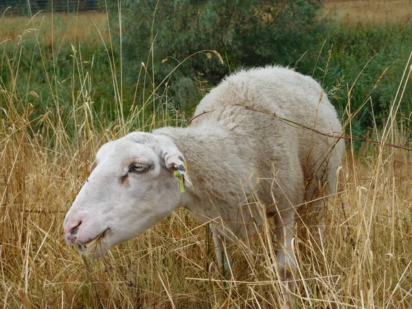 Ovis Aries Birka Juh Vagy Háziasított Juh Háziasított Kérődző Emlősök — Stock Fotó