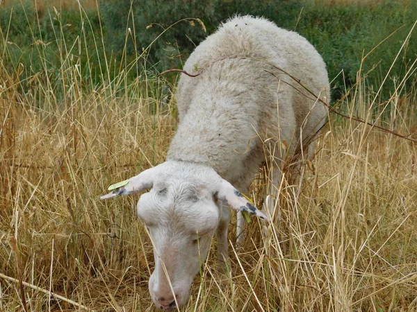 Ovis Aries Birka Juh Vagy Háziasított Juh Háziasított Kérődző Emlősök — Stock Fotó