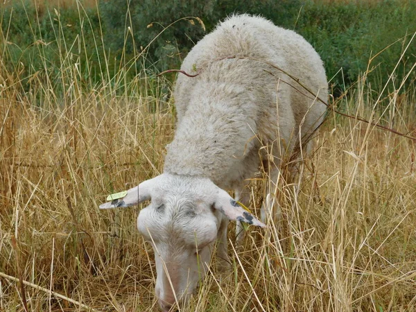 Ovis Aries Owce Lub Owce Domowe Udomowionymi Przeżuwaczami Ssakami Zazwyczaj — Zdjęcie stockowe