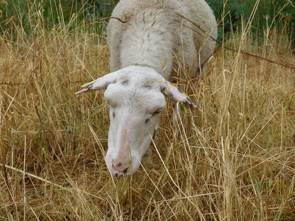 Ovis Aries Πρόβατα Κατοικίδια Πρόβατα Εξημερώνονται Μηρυκαστικά Συνήθως Εκτρέφονται Ζώα — Φωτογραφία Αρχείου