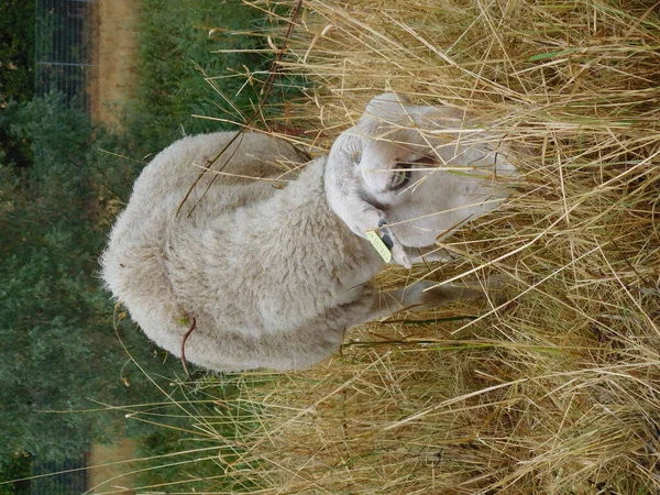 Ovis Aries Sheep Domestic Sheep Domesticated Ruminant Mammals Typically Kept — Stock Photo, Image