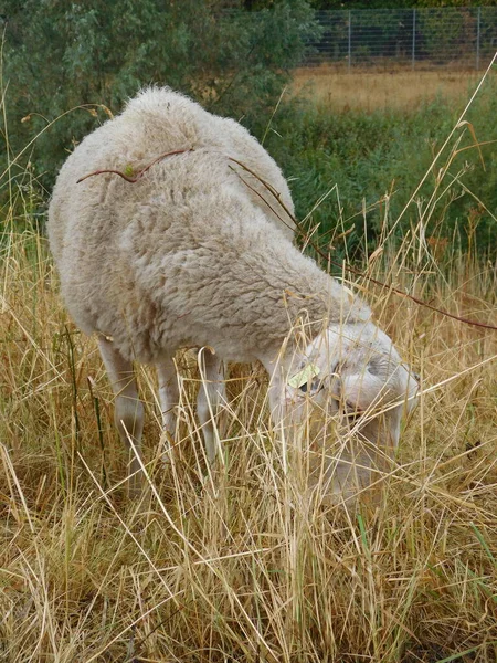 Ovis Aries Sheep Domestic Sheep Domesticated Ruminant Mammals Typically Kept — Stock Photo, Image
