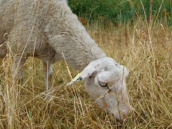 Ovis Aries Owce Lub Owce Domowe Udomowionymi Przeżuwaczami Ssakami Zazwyczaj — Zdjęcie stockowe