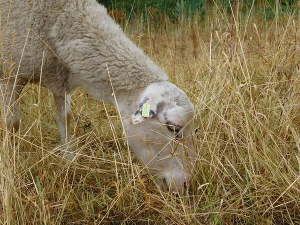 Ovis Aries Πρόβατα Κατοικίδια Πρόβατα Εξημερώνονται Μηρυκαστικά Συνήθως Εκτρέφονται Ζώα — Φωτογραφία Αρχείου
