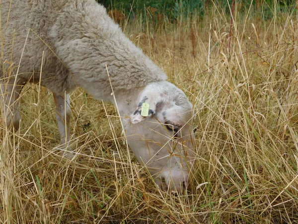 Ovis Aries Ovinos Ovelhas Domésticas São Domesticados Mamíferos Ruminantes Tipicamente — Fotografia de Stock