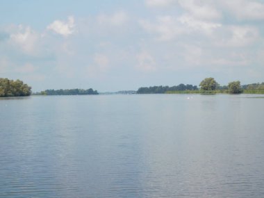 biesbosh doğal park ana kanallarında martılar