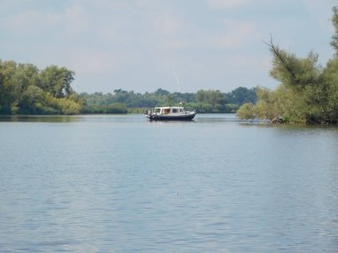 biesbosh doğal park ana kanallarında martılar