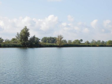 biesbosh doğal park ana kanallarında martılar