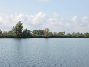 biesbosh doğal park ana kanallarında martılar