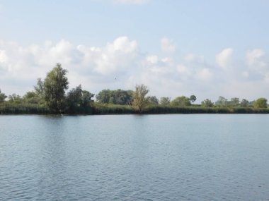 biesbosh doğal park ana kanallarında martılar