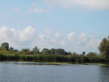 biesbosh doğal park ana kanallarında martılar