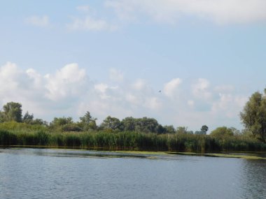 biesbosh doğal park ana kanallarında martılar