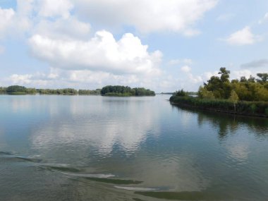 biesbosh doğal park ana kanallarında martılar