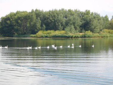 Kuğu sürüsü cygnus rengi