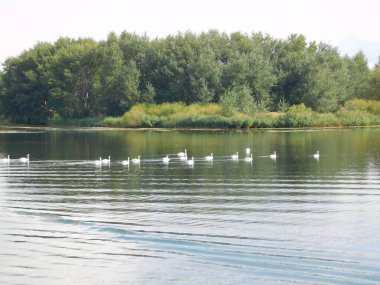 Kuğu sürüsü cygnus rengi