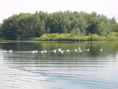 Kuğu sürüsü cygnus rengi