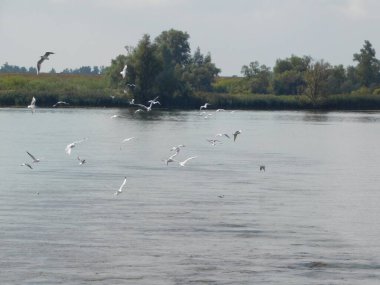 biesbosh doğal park ana kanallarında martılar