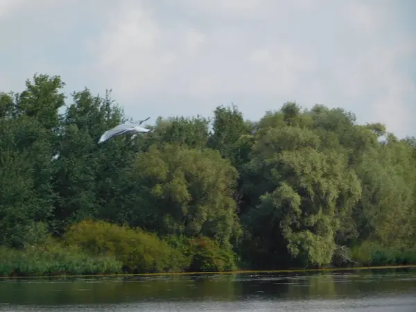 biesbosh doğal park ana kanallarında martılar
