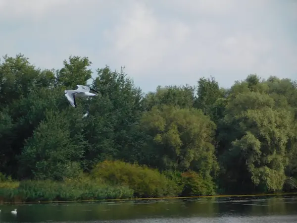 biesbosh doğal park ana kanallarında martılar