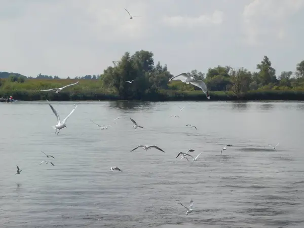 biesbosh doğal park ana kanallarında martılar