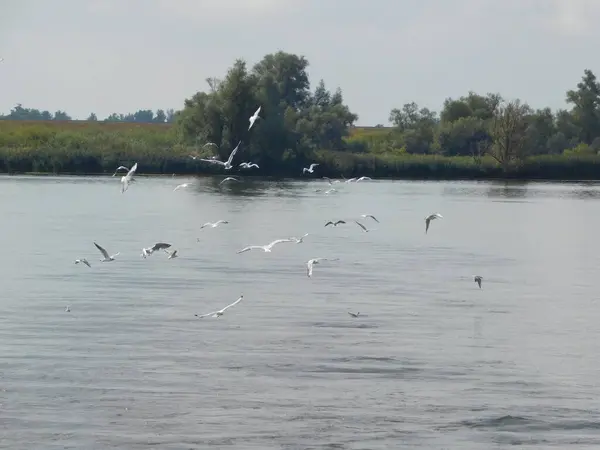 biesbosh doğal park ana kanallarında martılar