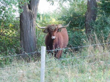 Cattle Bos taurus are large, domesticated, cloven-hooved, herbivores. They are a prominent modern member of the subfamily Bovinae and the most widespread species of the genus Bos cow