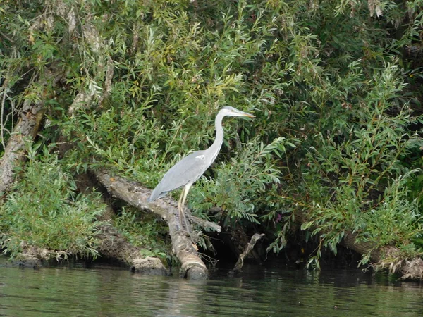 Ardea Cinerea Grey Heron Wading Bird Heron Ardeidae 아시아 그리고 — 스톡 사진