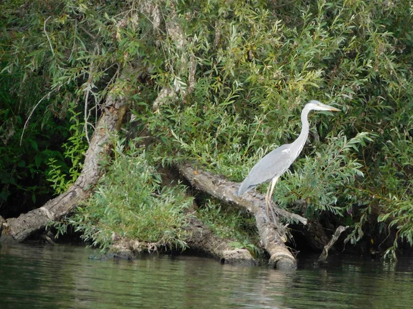 Ardea Cinerea Grey Heron Wading Bird Heron Ardeidae 아시아 그리고 — 스톡 사진