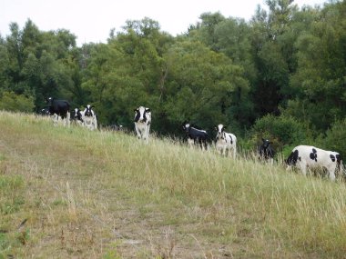 Cattle (Bos taurus) are large, domesticated, cloven-hooved, herbivores. They are a prominent modern member of the subfamily Bovinae and the most widespread species of the genus Bos. Adult females