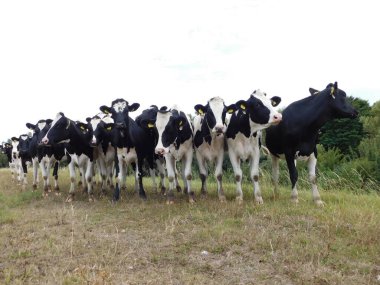 Cattle (Bos taurus) are large, domesticated, cloven-hooved, herbivores. They are a prominent modern member of the subfamily Bovinae and the most widespread species of the genus Bos. Adult females